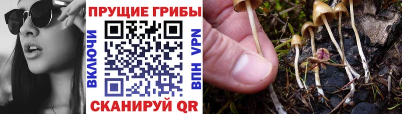 Псилоцибиновые грибы MAGIC MUSHROOMS  наркошоп  Шимановск 